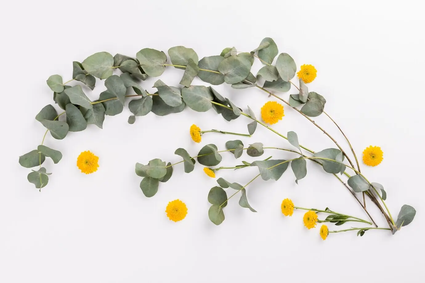 Gelbe Blumen in der Nähe von Zweigen.